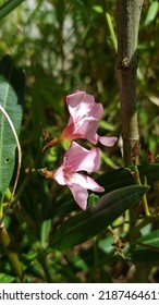 Isolated Pink Flowers in Dappled Sunlight