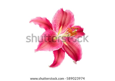 isolated pink Lily flower on white background