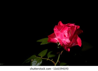 Isolated Pink Rose Black Background Stock Photo 1161594193 | Shutterstock