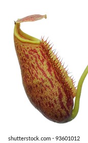 Isolated Pitcher Plant Hybrid (Nepenthes Lowii X (maxima X Mira)) Against White Background