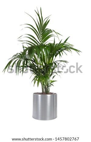 Isolated plant of Palm Tree in stainless steel pot with white background 