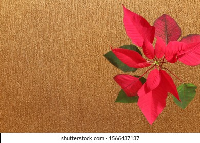 Isolated Poinsetta Or Christmas Flower (Euphorbia Pulcherrima) On Golden Crepe Paper Background - Greeting Card Or Invitation Template