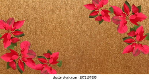 Isolated Poinsetta Or Christmas Flower (Euphorbia Pulcherrima) On Golden Crepe Paper Background - Christmas Greeting Card Or Invitation Template