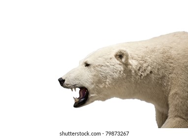 Polar Bear Teeth Images Stock Photos Vectors Shutterstock