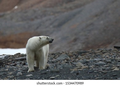 isolated Polar bear on land