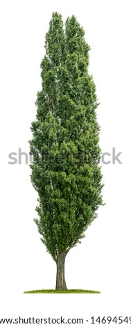 isolated poplar tree on a white background