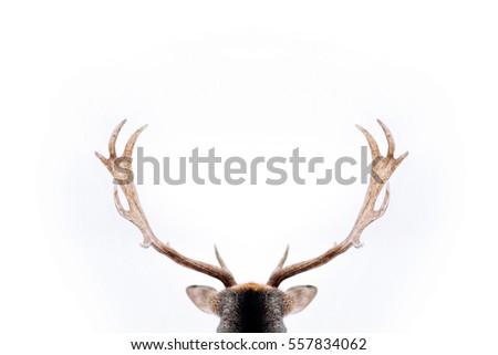 Isolated portrait of a deer