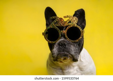 Isolated Portrait Of French Bulldog With Year-round Party Glasses With Text 2020 On Yellow Background. End Of The Year Concept. New Year