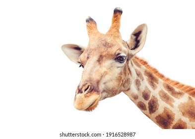 Isolated portrait giraffe on white background