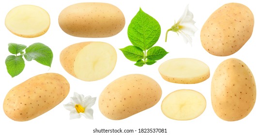 Isolated Potato Collection. Whole And Cut Raw Potato Fruits, Flowers And Leaves Isolated On White Background