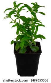 Isolated Potted Candyleaf (Stevia Rebaudiana) Herb Plant