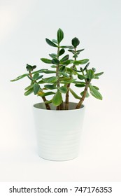 Isolated potted jade plant on a white background.