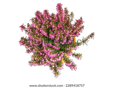Isolated potted winter-flowering heather plant (erica carnea)