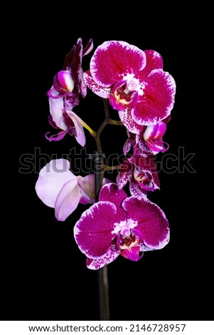 Isolated Pretty Purple Orchid on the Black Background. Orchidaceae Flower - Macro shot