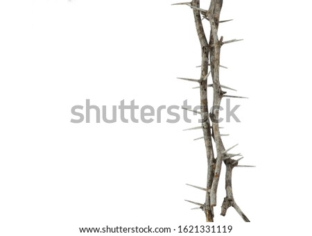 isolated  prickle  thorn branch frame on white background , copy space , clipping path