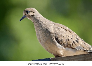 The isolated, profile view of a mourning dove. - Powered by Shutterstock