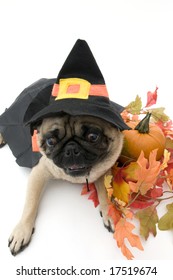 2,165 Pug halloween Images, Stock Photos & Vectors | Shutterstock