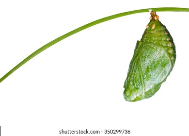 Isolated pupa of Tawny Rajah butterfly with clipping path
