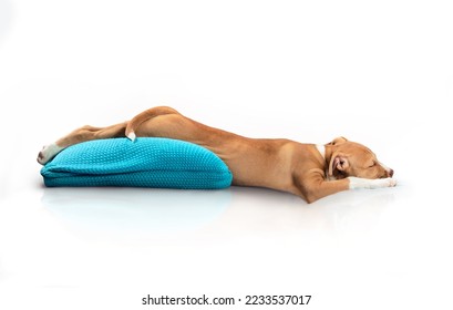 Isolated puppy sleeping in funny position. Funny sideview of relaxed puppy dog sleeping stretched out long with the behind higher up on a pillow.12 weeks old, female Boxer mix breed. Selective focus. - Shutterstock ID 2233537017