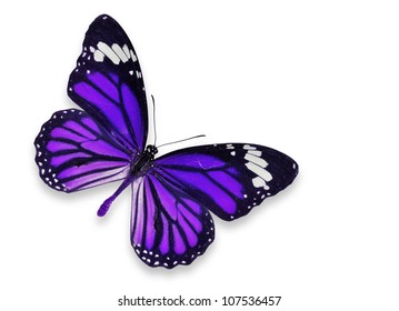 Isolated Purple Butterfly On White Background