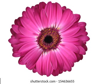 Isolated Purple Gerbera Daisy