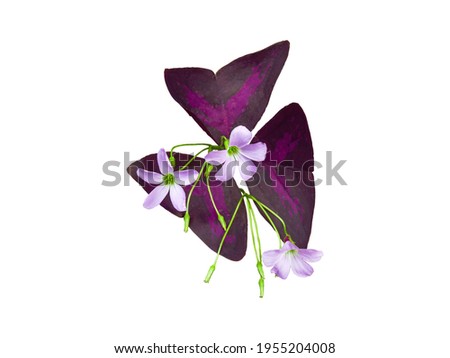 isolated purple oxalis flowers with clipping path on white background a closeup of beautiful little flower bouquet with butterfly leaf for garden decoration