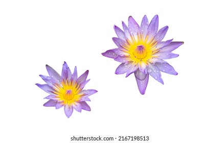 Isolated purple or pink waterlily or lotus flower with clipping paths.