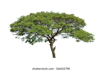 Raintree Images, Stock Photos & Vectors | Shutterstock