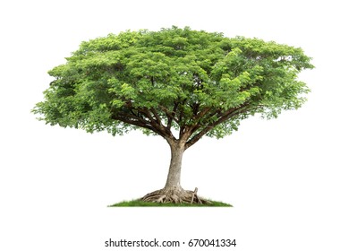 566 Raintree Stock Photos, Images & Photography | Shutterstock