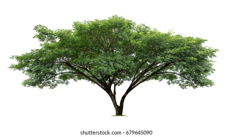 Raintree Images, Stock Photos & Vectors | Shutterstock