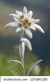 Isolated rare and protected wild flower edelweiss flower (Leontopodium alpinum) growing in natural environment high up in the mountains