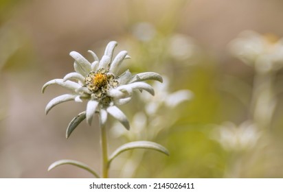 Flor de edelweiss de flores silvestres aisladas y protegidas (Leontopodium alpinum) que crece en el entorno natural en altura en las montañas
