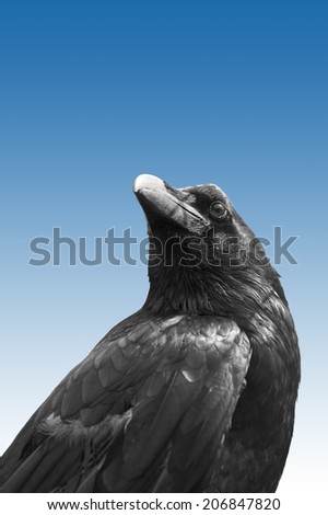 Vulture’s wall Fat