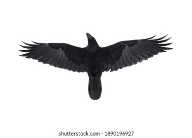 Isolated Raven In Flight With Fully Open Wings