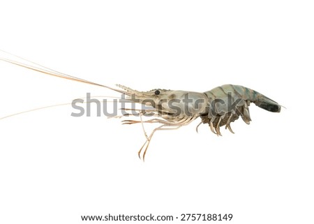 Isolated raw prawn side profile