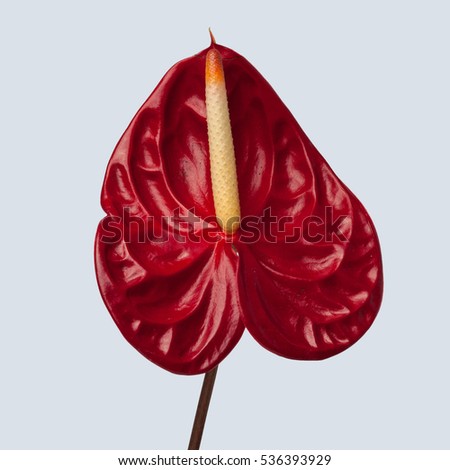 Isolated red Anthurium on plain color background