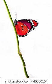 Isolated Red Butterfly On Branch