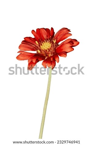 Isolated red flower, foliage plants bush, Gerbera Daisy, red flower with transparent background, orange and yellow daisy