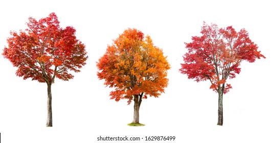 Isolated red Japanese maple tree on white background.