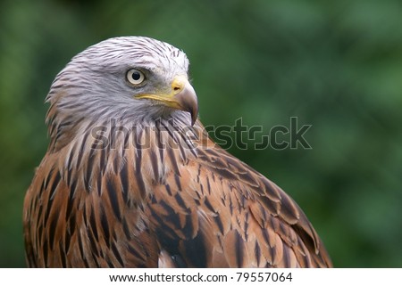 Similar – Image, Stock Photo hunting red kite in flight against blue sky in Sweden, feathers well visible