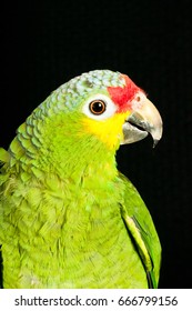 Isolated Red Lored Amazon Rescued Parrot Standing On A Limb