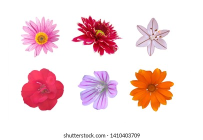 Isolated red, pink, orange, violet and white flowers on white background
