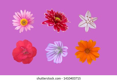 Isolated red, pink, orange, violet and white flowers on purple background