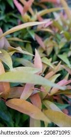 Isolated Of Red Shoots Or Syzygium Sinubanense Is An Ornamental Plant Of The Genus Syzygium. The Color Of The Newly Emerging Leaf Buds Has A Bright Red Color And Will Slowly Turn Green Over Time.