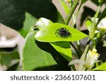 Isolated red-backed jumping spider (phidippus johnsoni) preparing to catch a small fly on a tangerine tree.