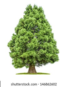 Isolated Redwood Tree On A White Background