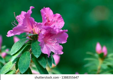 77 imágenes de Indian azalea violet - Imágenes, fotos y vectores de stock |  Shutterstock
