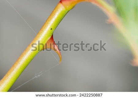 Isolated rose thorn macro detail 