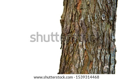Isolated of rosewood tree on white background