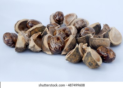 611 Rubber seed shell Images, Stock Photos & Vectors | Shutterstock